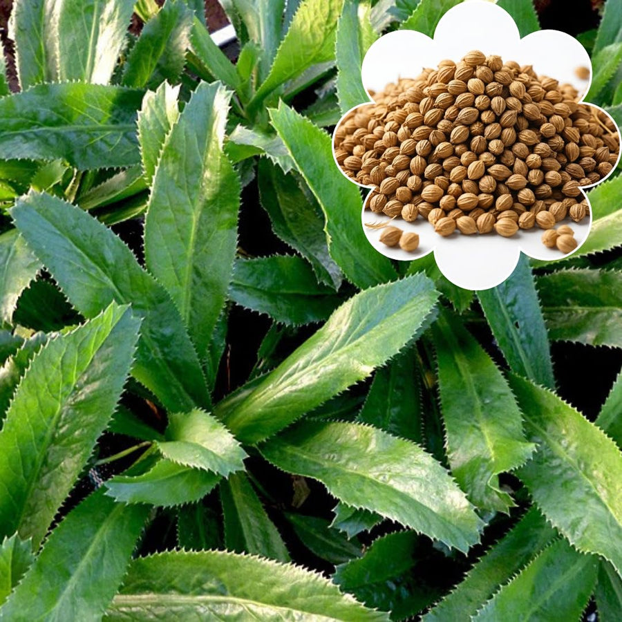 Set 500 Culantro Seed for Planting, Culantro Herb Seed, Vegetable Herb Plant, Ready for Growing