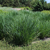 2 Citronella Grass Plants Live, Live Citronella Grass Plants, 4 to 6 Inc Tall, Citronella Grass Live Plants Indoor Outdoor