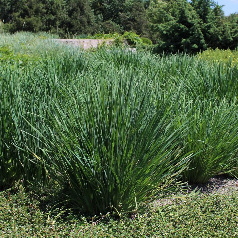 Set 5 of Citronella Grass Live Plants, Citronella Grass Plants Live from 3 to 5 Inches in Height