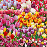 10 Random Tulip Bulbs for Spring Planting, Cold Hardy, Mixed Tulip Color for Gardens, Borders