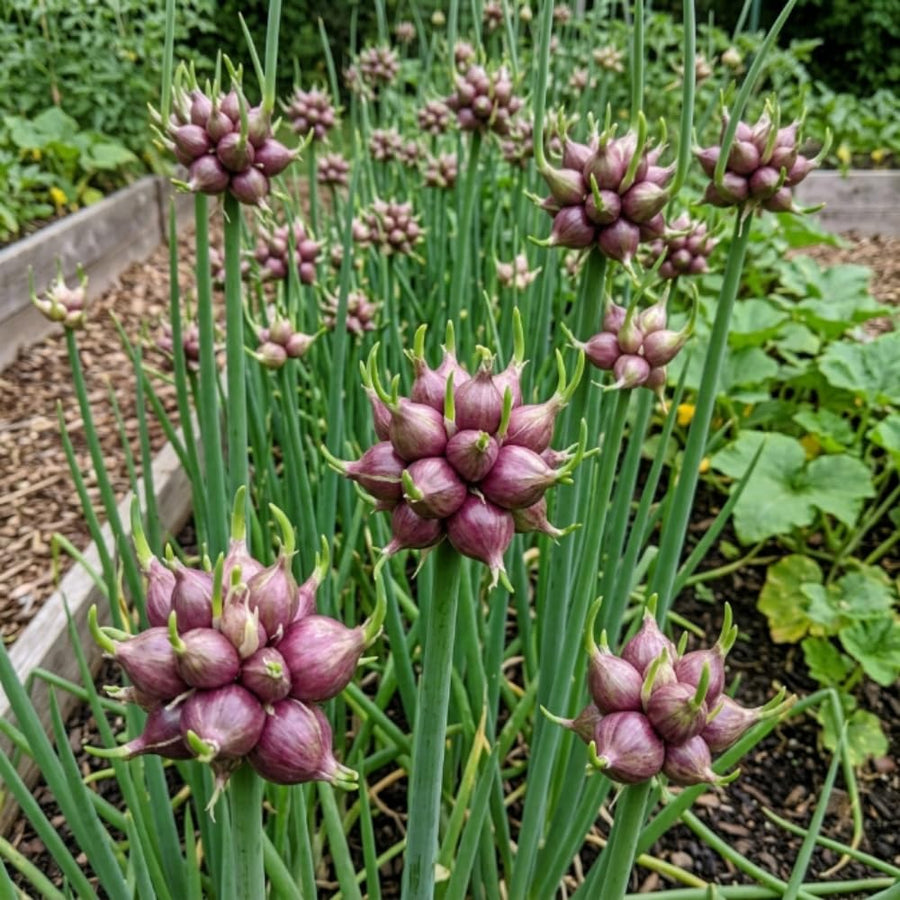 Pack of 150 Walking Onion Seeds for Planting, Walking Onion Seeds, Perennial Onion Seed, Easy Care Edible Plant for Container and Outdoor Garden