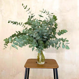 Eucalyptus Tree Live Plant 5″ Pot, Fragrant Eucalyptus Plant, Easy Grow Ornamental Tree for Outdoor (Silver Dollar Eucalyptus)