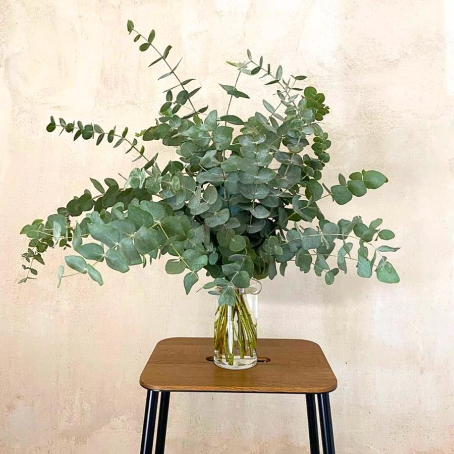Eucalyptus Tree Live Plant 5″ Pot, Fragrant Eucalyptus Plant, Easy Grow Ornamental Tree for Outdoor (Silver Dollar Eucalyptus)