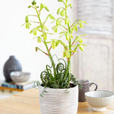 Albuca Live Plant in 3” Pot, Frizzle Sizzle Succulent, Curly Leaf Albuca Plant for Indoor Growing