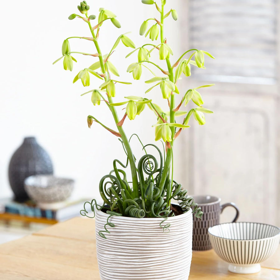 Albuca Live Plant in 3” Pot, Frizzle Sizzle Succulent, Curly Leaf Albuca Plant for Indoor Growing