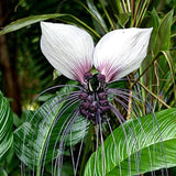 White Tacca Plant Live in 4 Inch Pot - White Bat Flower Houseplant Great for Indoor and Outdoor Gardening