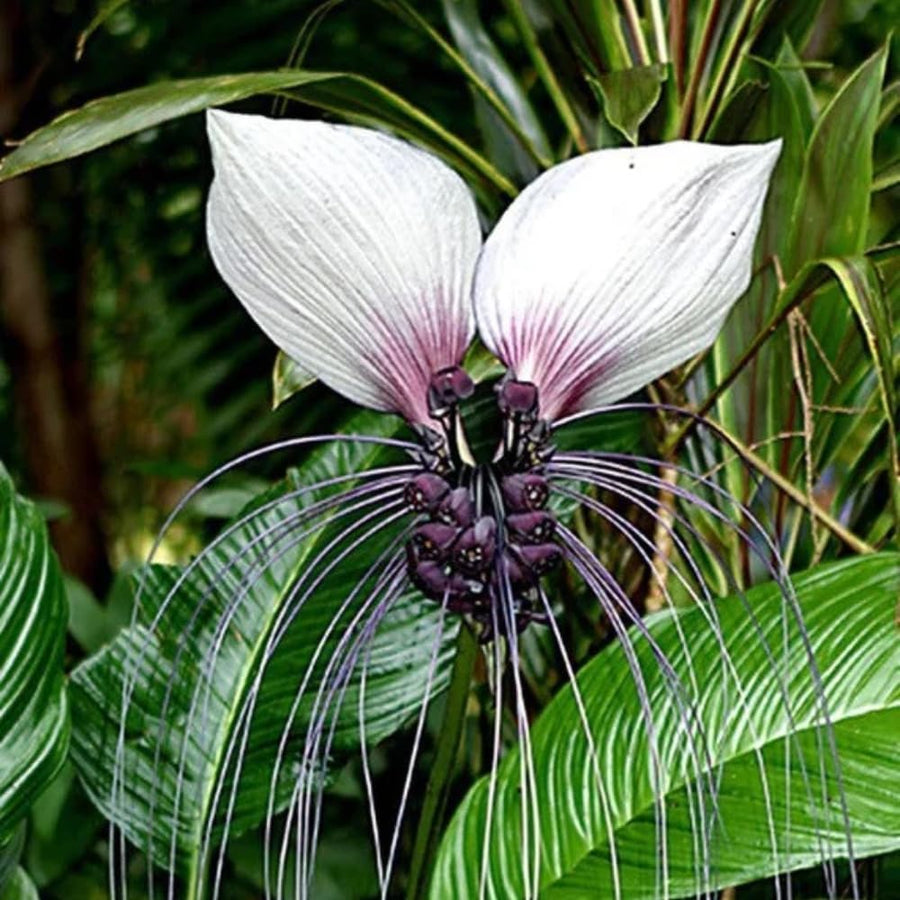 White Tacca Plant Live in 4 Inch Pot - White Bat Flower Houseplant Great for Indoor and Outdoor Gardening