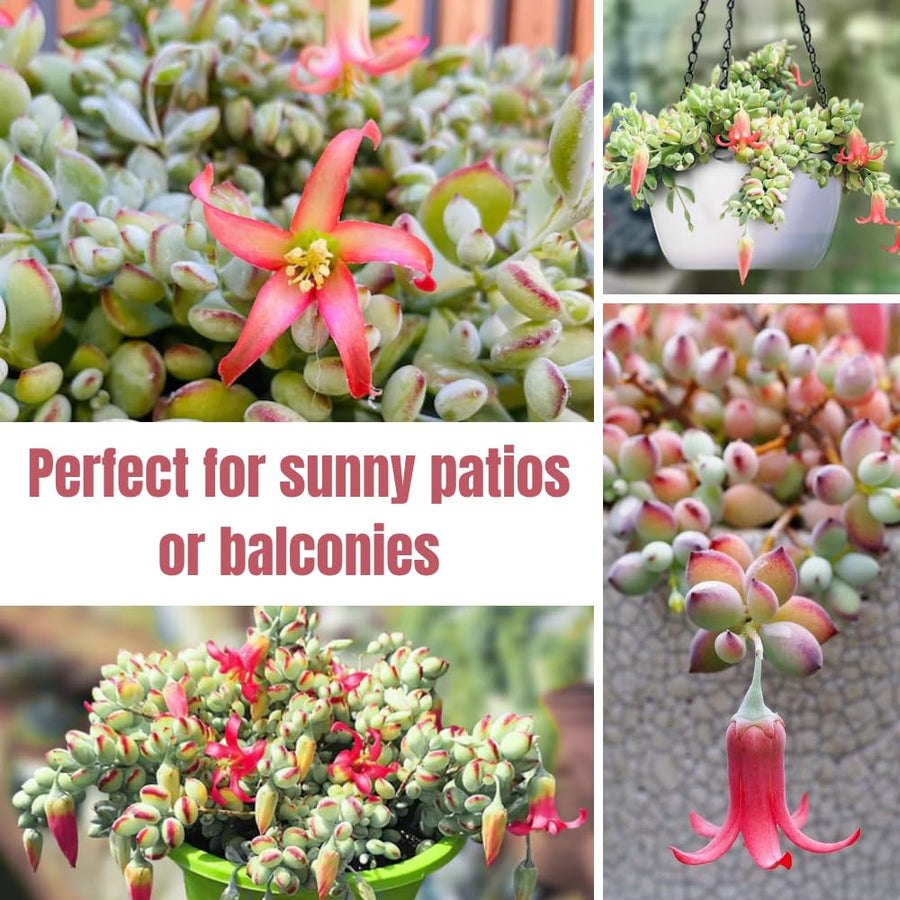 Cotyledon Pendens Succulent Live Plant Potted, Trailing Succulent Rare House Plant for Home Office Decoration, Indoor Outdoor Growing, 2" Pot, Starter Plants