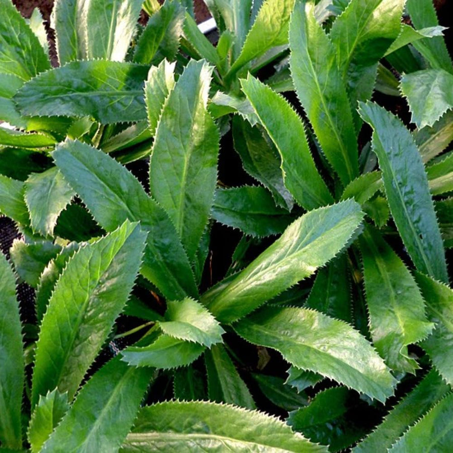 Culantro Plant Live, Culantro Plant for Planting, 4 Inc Tall, Fragrant Culinary Herbs for Container, Indoor Outdoor Garden