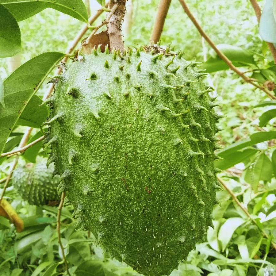 Soursop Tree Live Plant, Annona Muricata Sweet Plant, Soursop Guanabana Plant 4 Inc Pot Home Orchard