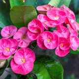 Crown of Thorns Plant, Euphorbia Milii Plant Live, Crown of Thorns Cactus Plant 4 to 7 Inches Height No Pot, Live Cactus Plant Indoor (Pink)