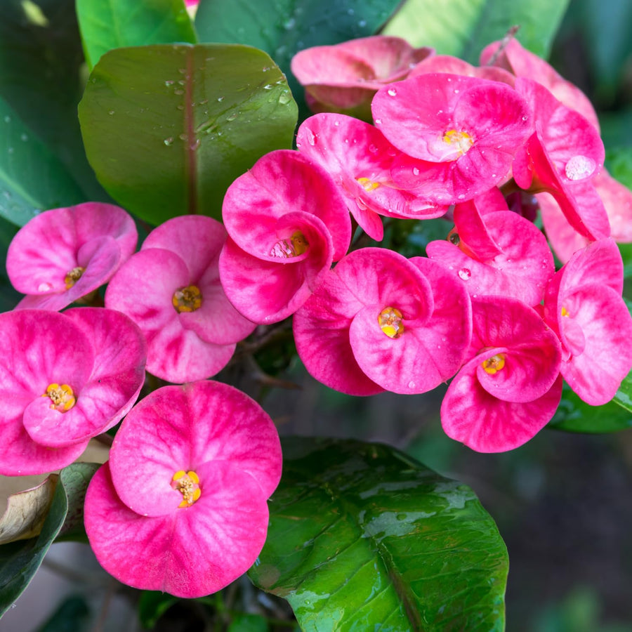 Crown of Thorns Plant, Euphorbia Milii Plant Live, Crown of Thorns Cactus Plant 4 to 7 Inches Height No Pot, Live Cactus Plant Indoor (Pink)