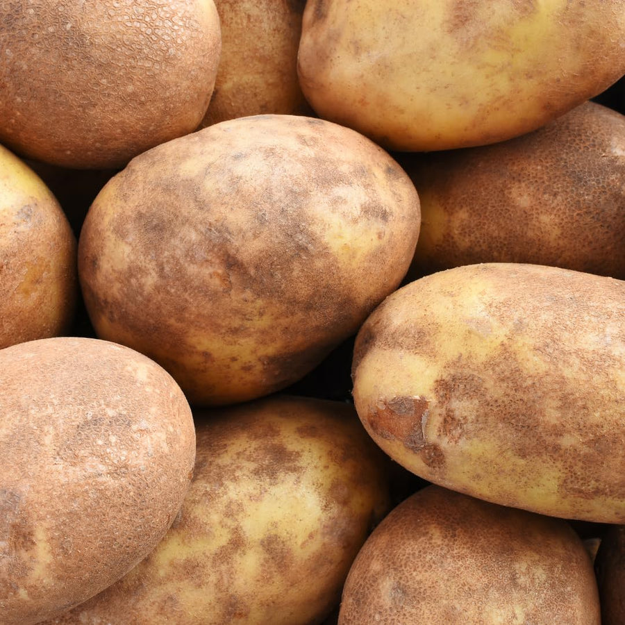 High Yielding Yukon Potato Tubers, 1 Pound Potatoes Plants Bulbs for Outdoor Growing,Vegetables Heirloom Potato Seeds Live Tuber for Home Garden