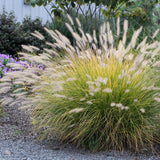 2 Foutain Grass Live Plants, Perennial Grass Clumps for Outdoor Landscaping Growing, Ornamental Grasses Ready to Grow 4-9 Inches (Dwarf White Fountain)