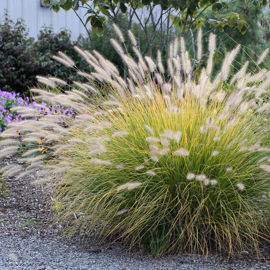2 Foutain Grass Live Plants, Perennial Grass Clumps for Outdoor Landscaping Growing, Ornamental Grasses Ready to Grow 4-9 Inches (Dwarf White Fountain)