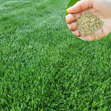 20000 Zoysia Emerald Grass Seeds, Emerald Zoysia Grass for Garden, Zoysia Grass Seeds Perennial Tropical for Growing