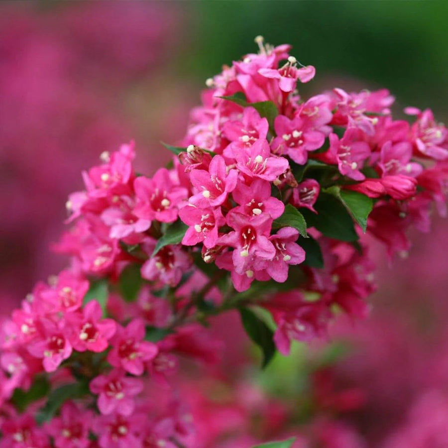 Pink Weigela Plant Pot, 6 to 9 Inc Tall, Weigela Live Plant, 4 Inc Pot, Live Weigela Plant for Garden