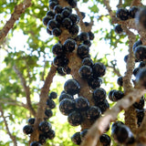 Jaboticaba Tree Plant Live, Black Jaboticaba Fruit Tree, 3 Feet Tall, Well-Rooted for Outdoor Growing