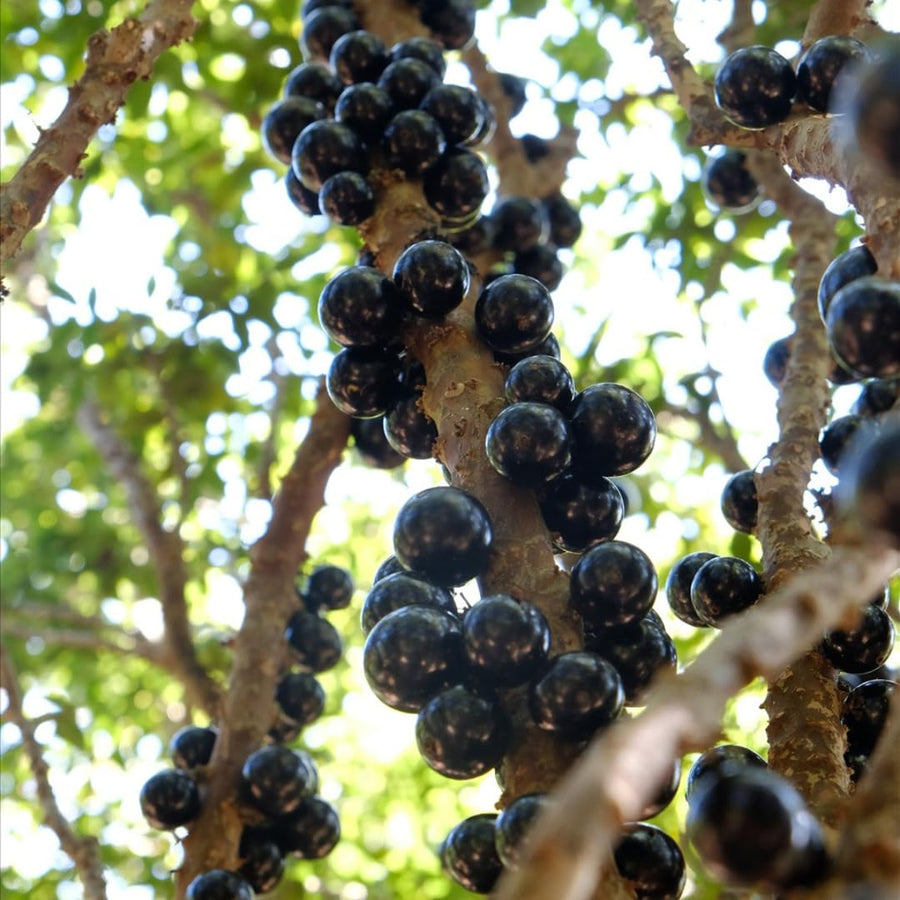 Jaboticaba Tree Plant Live, Black Jaboticaba Fruit Tree, 3 Feet Tall, Well-Rooted for Outdoor Growing
