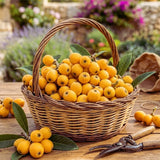 Golden Loquat Tree Live Plant, 10 to 14 Inc, Loquat Plant Live for Growing Outdoor Indoor, Half Gallon Pot