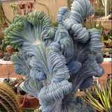 Live Blue Candle Curly Cactus Plant, Rare Succulent, 6 Inch Pot for Indoor or Outdoor Growing