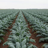 Live Blue Kale Plant, Edible Kale Vegetable, 6-8 Inches Tall, Starter Plant for Garden or Containers