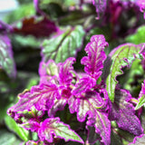 Gynura Plant Live, Purple Velvet Plant, Purple Passion Plants, 4in Potted, Indoor or Outdoor Planting