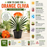 Orange Clivia Plant Live, Clivia Flowering Houseplant in 6 Inch Pot, Perennial Flowering Plant for Containers, Patios, and Indoors
