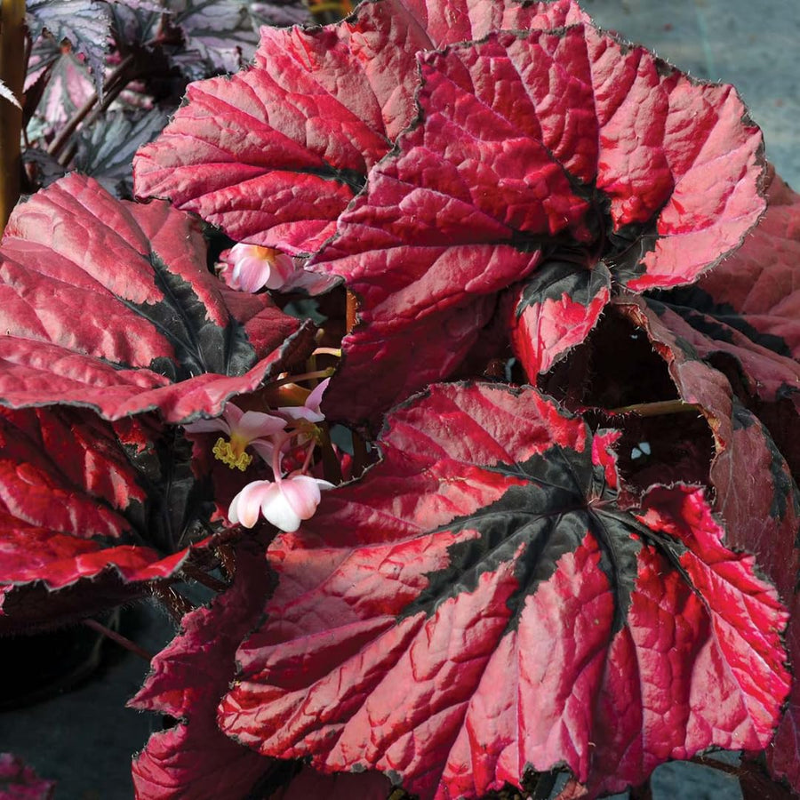 Begonia Live Plant Outdoor, Can Grow As Weeping Begonia, Red Black Leaf, Fast-Growing, Easy-Care Flowering Plant for Gardens Containers, 5-9” Tall, No Pot, Begonia Maculata Plants