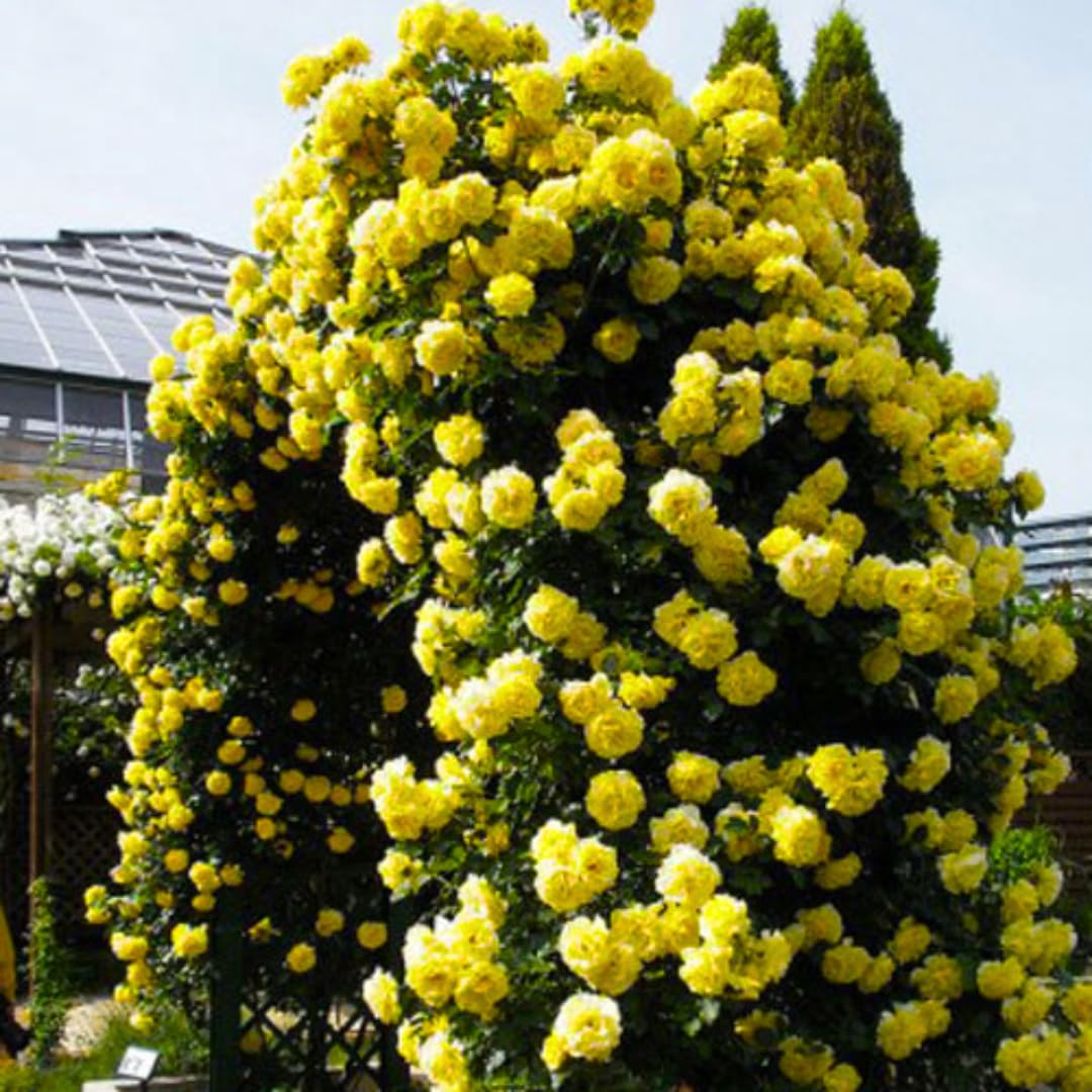 Golden Yellow Sunrosa Rose Live Plant Bare Root, Live Rose Bushes Ready to Plant Outdoor, 7-12 Inc Tall, Well Rooted, Cold Hardy