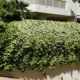 Star Jasmine Plant Live, Star Jasmine Live Plants Climbing Vine Indoor Outdoor Fragrant Flower Garden Planting