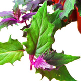 2 Gynura Aurantiaca Purple Passion Plants - Size 4-8 Inch Tall - Velvet Rooted Great for Indoor and Outdoor Gardening - Easy to Care Low Maintenance