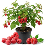 Red Raspberry Live Plant - 6-8" Tall Raspberry Fruit Plant in 4" Pot, Sweet Raspberry Berry Bush for Home Garden, Hardy and Perennial