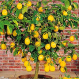 4 Months Old Meyer Yellow Lemon Tree Live Plant, Well-Rooted for Zones 9-11, 2-3 Inches Tall in 4 Inch Pot, Tropical Fruit Tree for Indoor or Outdoor Growing