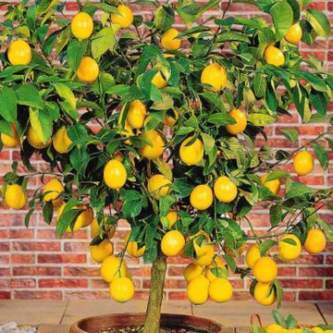 4 Months Old Meyer Yellow Lemon Tree Live Plant, Well-Rooted for Zones 9-11, 2-3 Inches Tall in 4 Inch Pot, Tropical Fruit Tree for Indoor or Outdoor Growing
