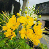 Yellow Mexican Bird of Paradise Plant Live in Pot, Well-Rooted Seedling for Outdoor Growing, Peacock Plant