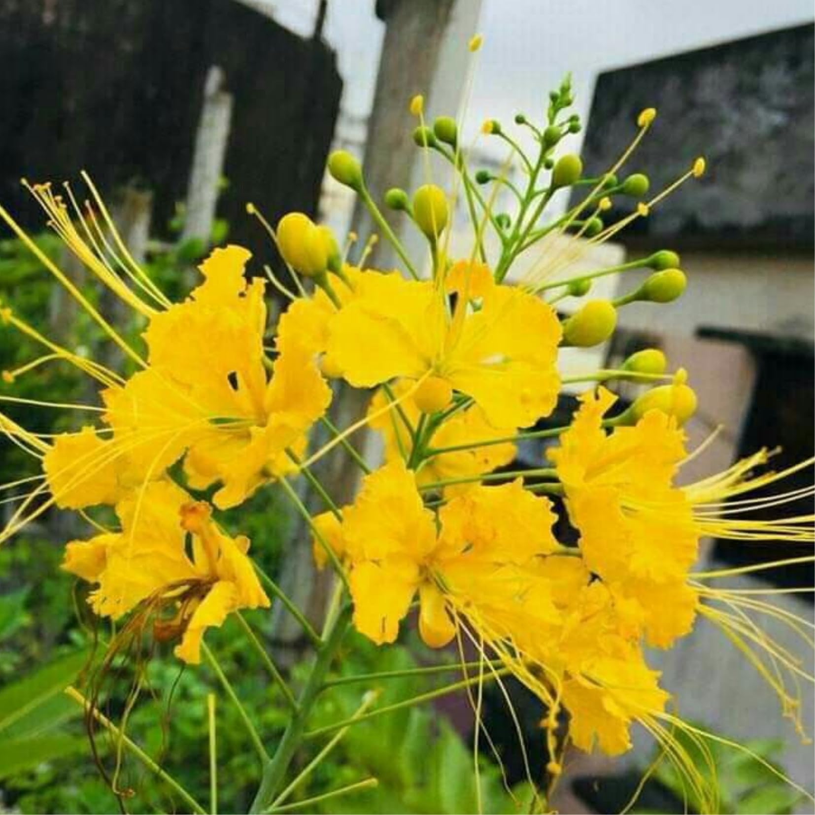Yellow Mexican Bird of Paradise Plant Live in Pot, Well-Rooted Seedling for Outdoor Growing, Peacock Plant
