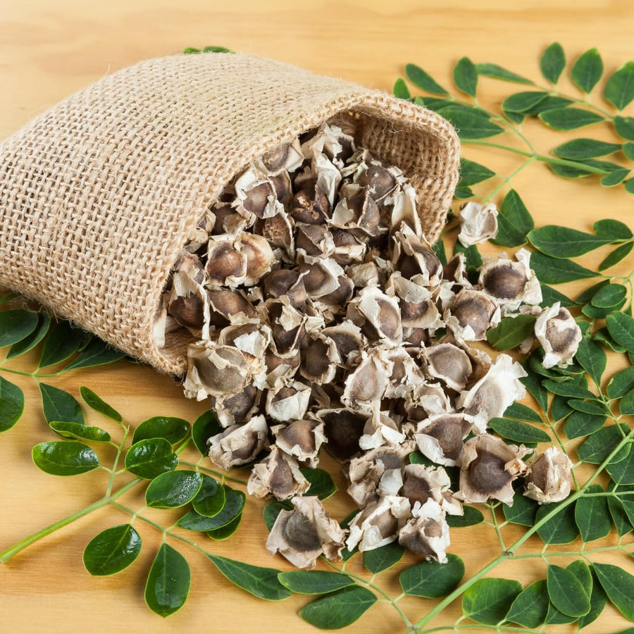 Set 100 Moringa Seeds, Moringa Oleifera Tree Seeds, Vegetable Seeds for Planting, Ready to Grow