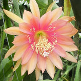 2 Salmon Epiphyllum Orchid Cactus Live Plants, 6-8" in Tall Succulent for Indoor Outdoor Home Decor, Cold Hardy, Spring Planting