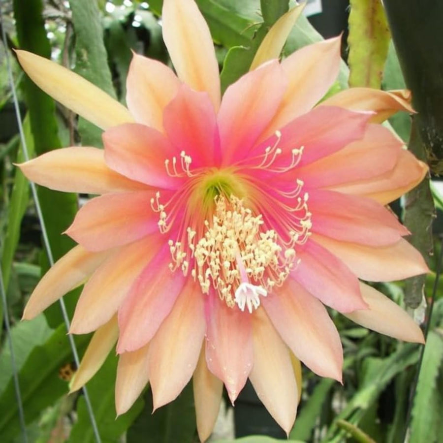 2 Salmon Epiphyllum Orchid Cactus Live Plants, 6-8" in Tall Succulent for Indoor Outdoor Home Decor, Cold Hardy, Spring Planting