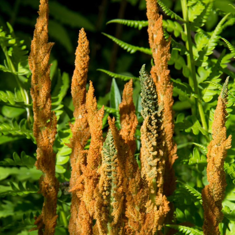 Set 10 Cinnamon Fern Rhizomes, Ferns Starter Roots, Perennial Fern Plants, Ready to Grow