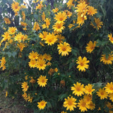 Mexican Sunflower Plant - 10-14 inches Tall in 4-inch Pot, Beautiful Orange Blooms, No CA