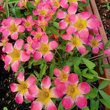 Oxalis Plant Live, Shamrock Spring Flower, 4 Inc Pot, Ornamental Oxalis Plant Live for Indoor Outdoor Garden, 4-8'' Tall (Pink)