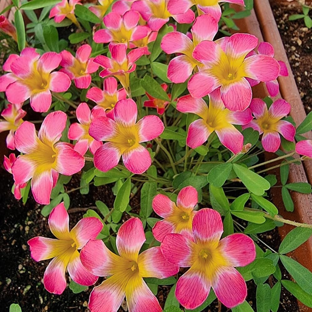 Oxalis Plant Live, Shamrock Spring Flower, 4 Inc Pot, Ornamental Oxalis Plant Live for Indoor Outdoor Garden, 4-8'' Tall (Pink)