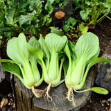 500+ Green Stem Pak Choi Seeds, Bok Choy Cabbage Seeds, Leafy Green Vegetable, Suitable for Home Garden Planting, Outdoor Growing Use