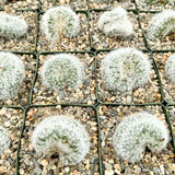White Cactus Live Plant in 4" Pot, Rare Cactus Succulent for Home Décor, Indoor Outdoor Growing