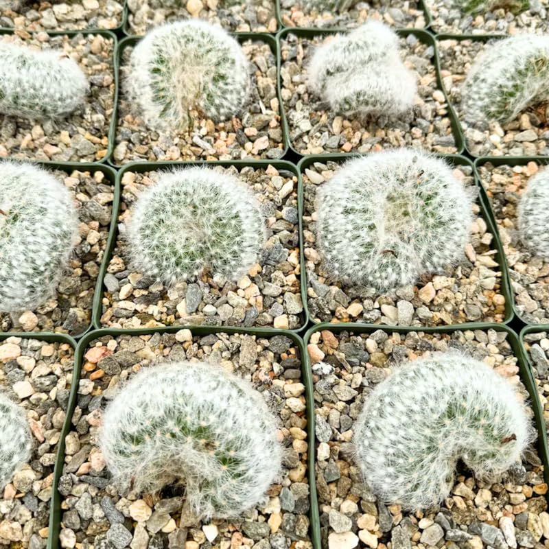White Cactus Live Plant in 4" Pot, Rare Cactus Succulent for Home Décor, Indoor Outdoor Growing