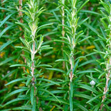 100 Count Rosemary Seeds, Culinary Herb for Garden, Patio, and Indoor Growing