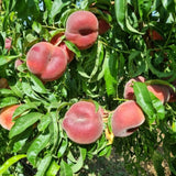 Donut Peach Trees Live Plants, Peach Tree Fruit for Growing, Zones 5-9, 1 to 3 Feet Tall, No CA