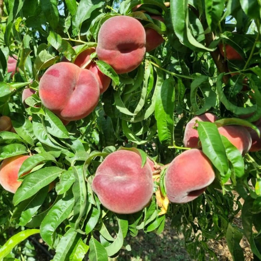 Donut Peach Trees Live Plants, Peach Tree Fruit for Growing, Zones 5-9, 1 to 3 Feet Tall, No CA
